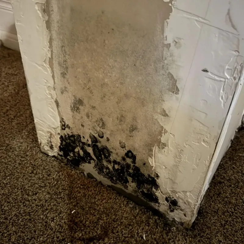 Professional Mold Removal in Saratoga, WY